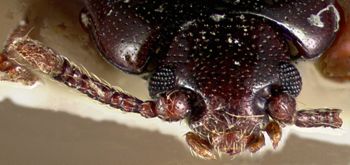 Media type: image;   Entomology 32447 Aspect: head frontal view